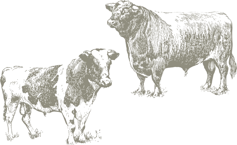 Hand-drawn illustration of two cows