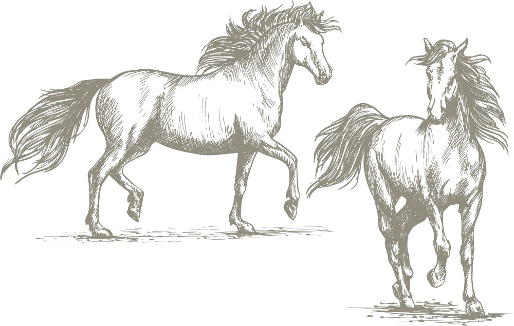 Hand-drawn illustration of two horses