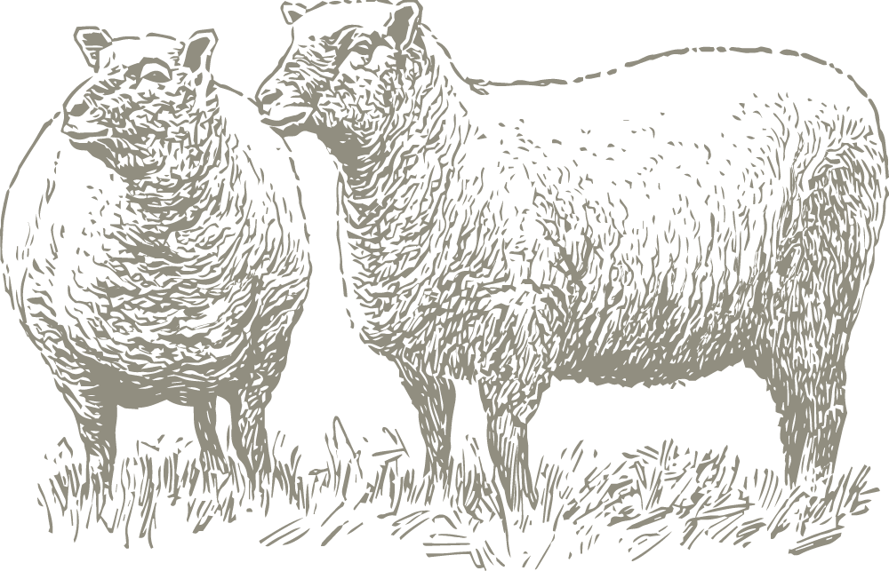 Hand-drawn illustration of two sheep