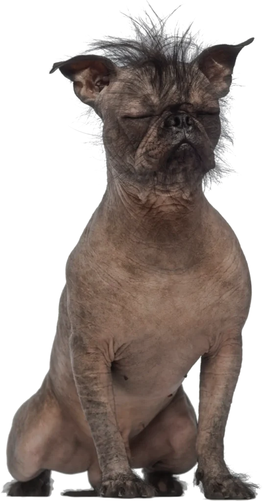 Ugly dog
